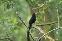 Blackbird sings atop a branch in tranquil forest
